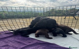 Cocker Spaniel dogs for sale: Fun & affectionate cocker spaniels ready 21st Aug - Image 8
