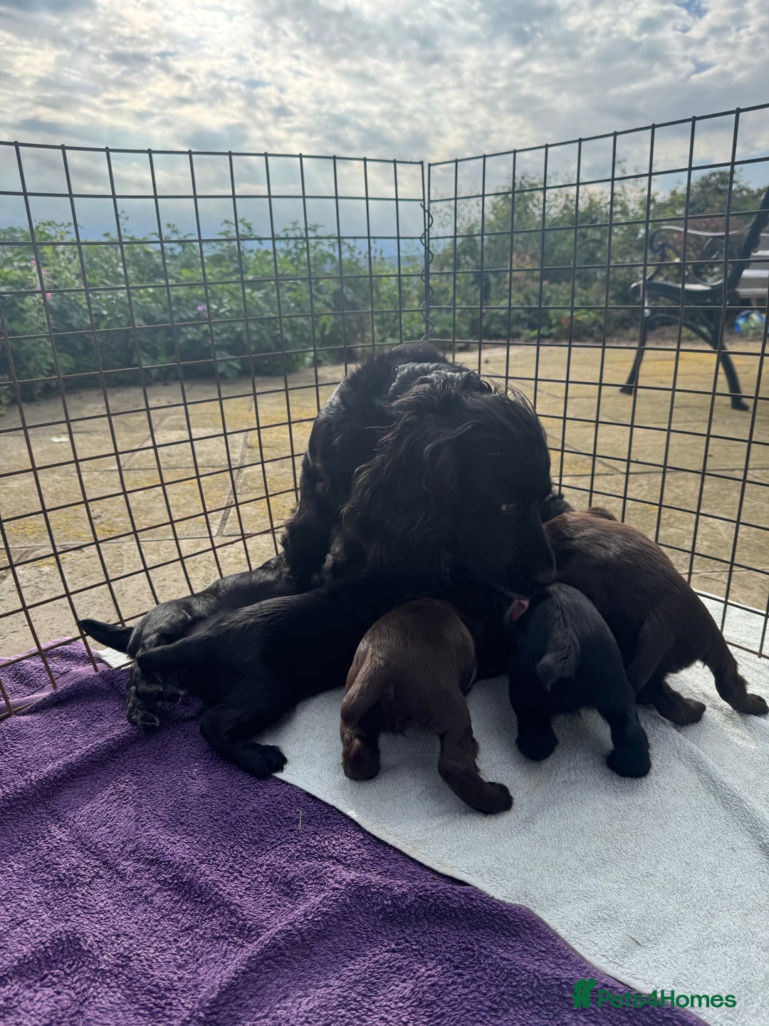 Cocker Spaniel dogs for sale: Fun & affectionate cocker spaniels ready 21st Aug - Image 8
