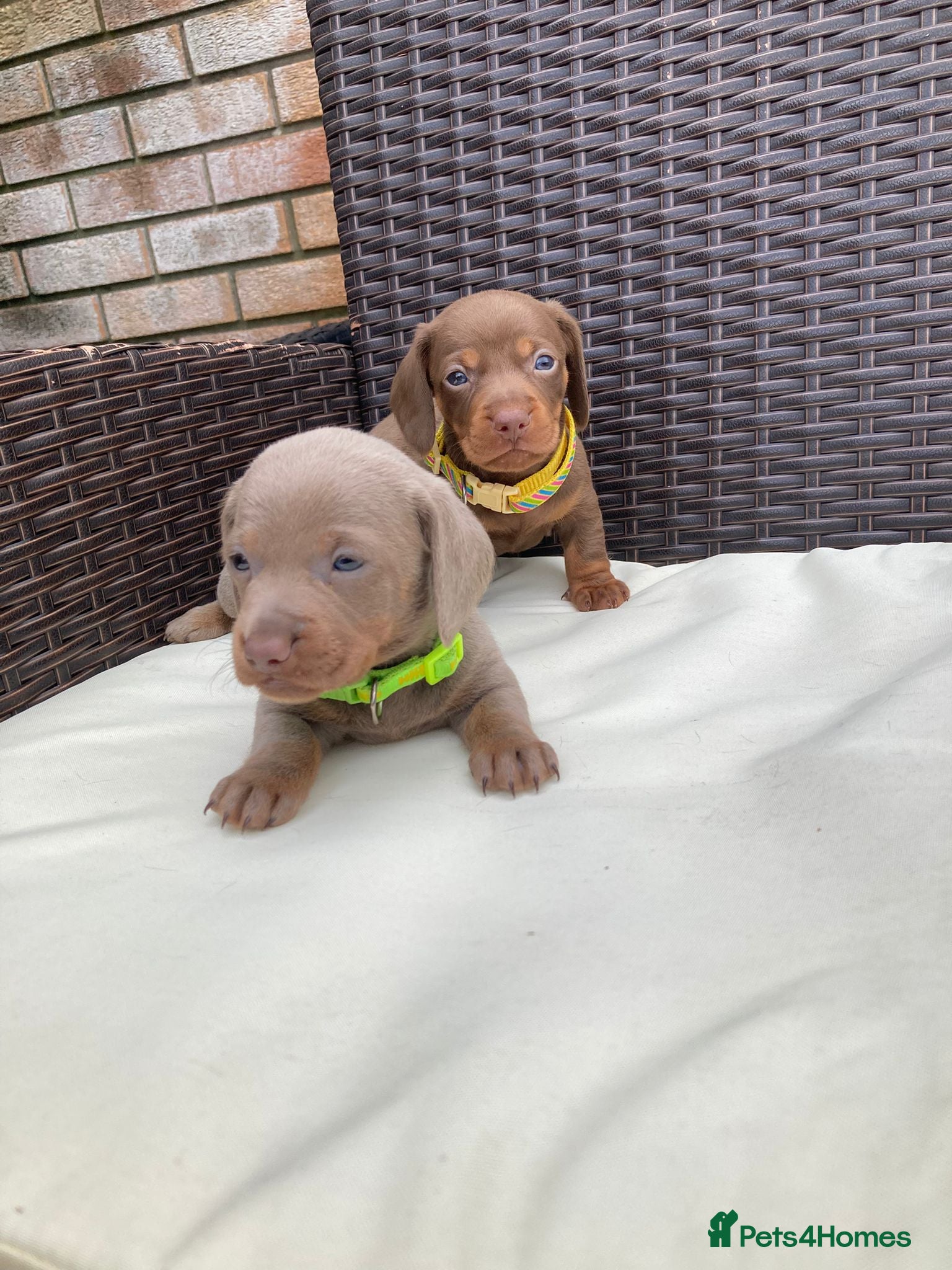 Dachshund dogs Mini Dachshund Puppy   - Advert 9