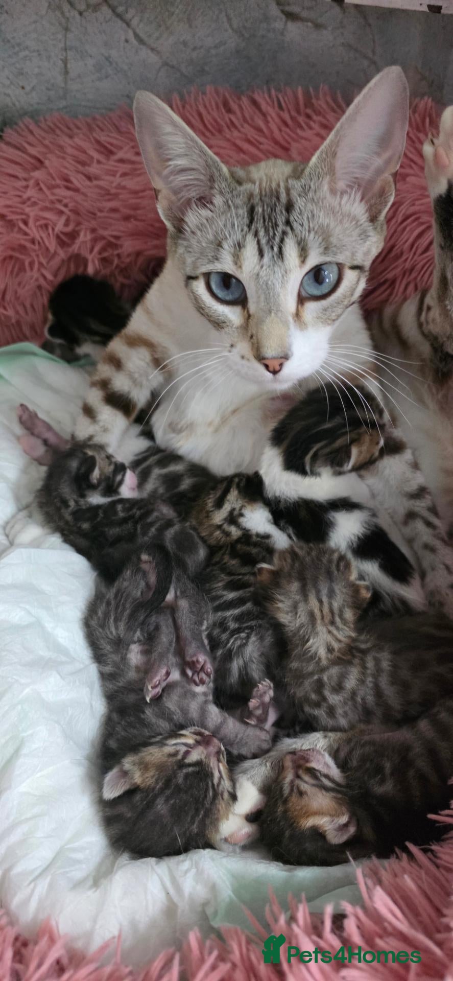 Bengal cats Purebred Bengal Kittens Available for Reservation  - Advert 12