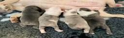 Mixed Breed dogs for sale: English Bulldog X French Bulldog Hybrids in Bognor Regis - Advert 17