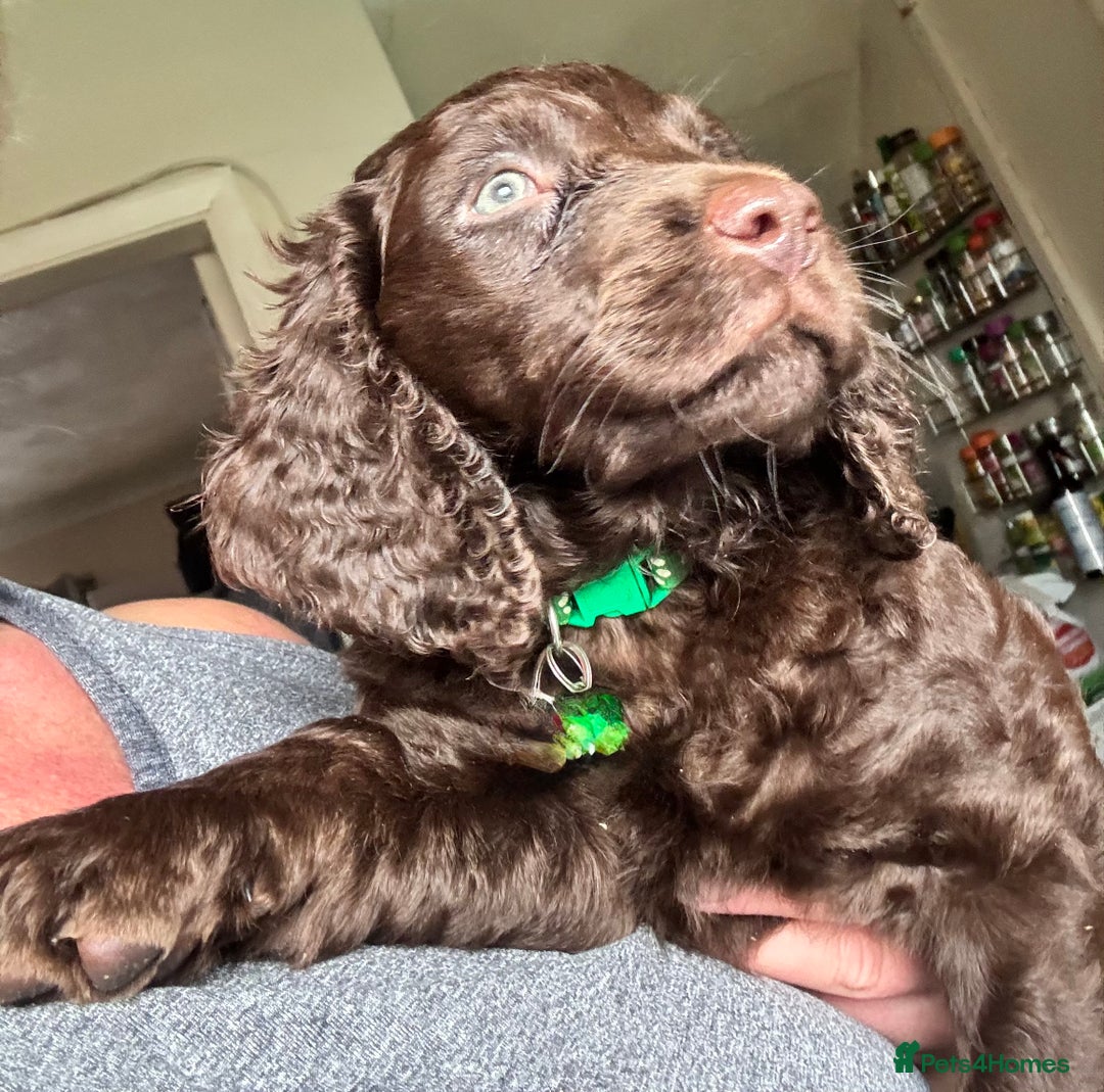 Cocker Spaniel dogs for sale: Cocker Spaniel pups. Ready 27/09/25 - Image 5