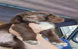 Sprocker dogs for sale: 2 black males !!! 😍 Beautifully marked sprocker! - Image 12