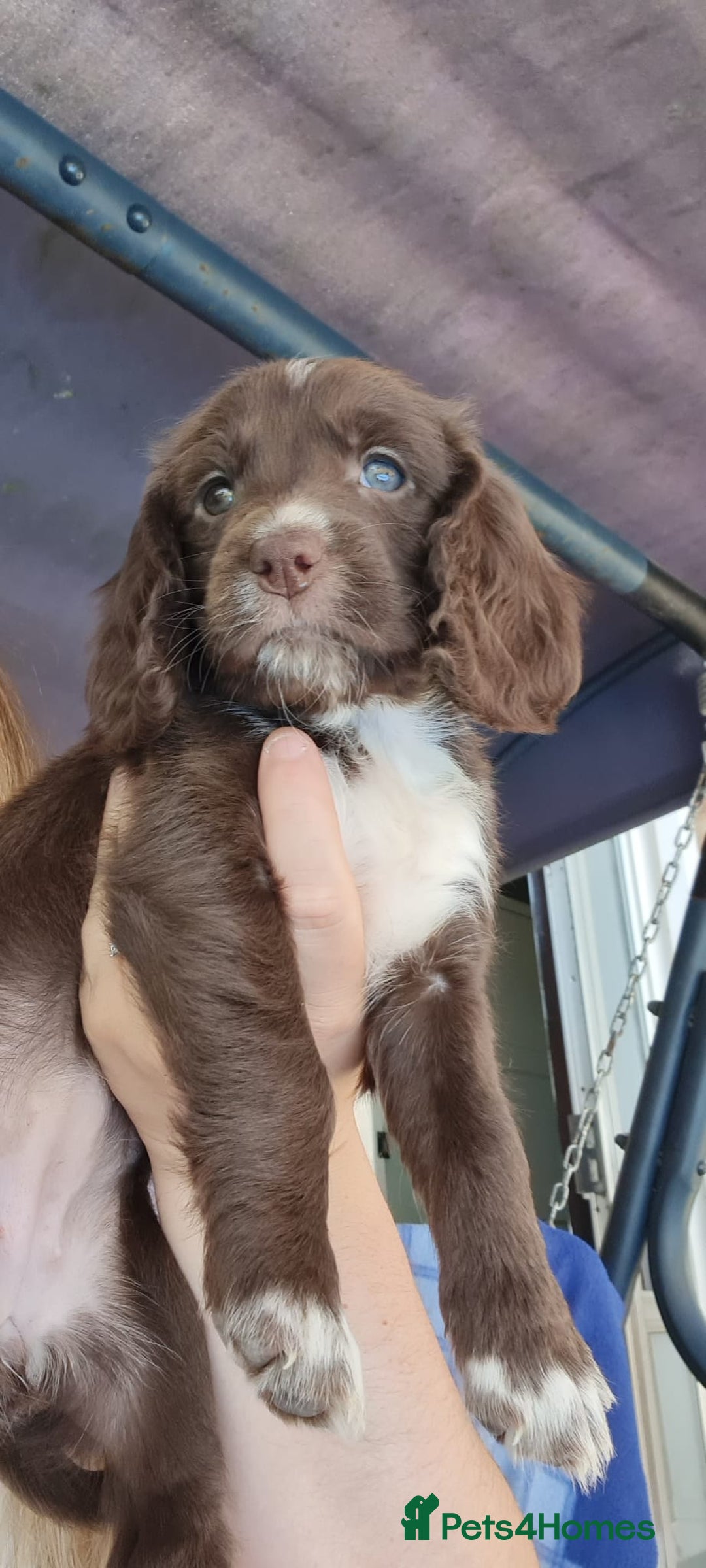 Sprocker dogs for sale: 2 black males !!! 😍 Beautifully marked sprocker! - Image 12