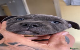 Staffordshire Bull Terrier dogs for sale: Full Pedigree Blue Staff Puppies - Image 4