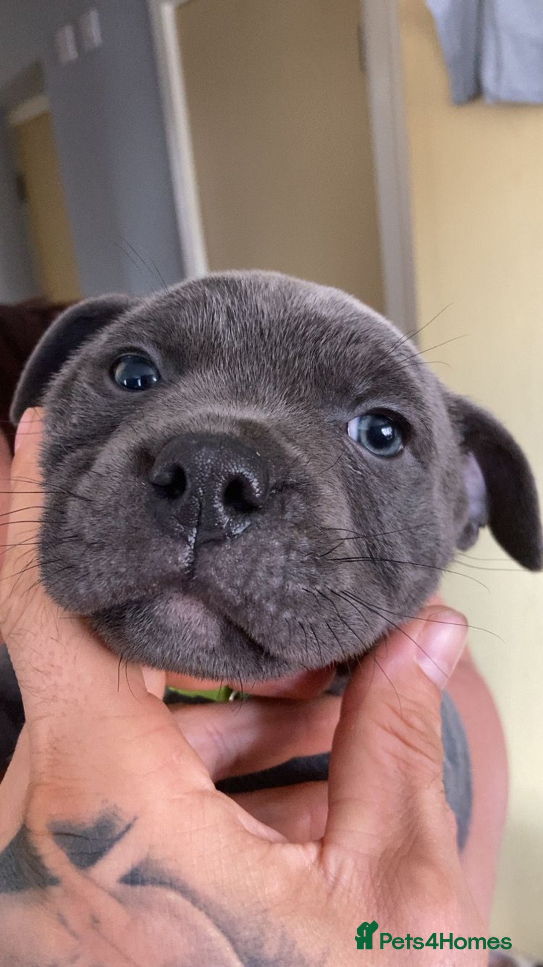 Staffordshire Bull Terrier dogs for sale: Full Pedigree Blue Staff Puppies - Image 4
