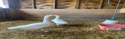 Geese poultry for sale: A pair of Emden geese  - Advert 2