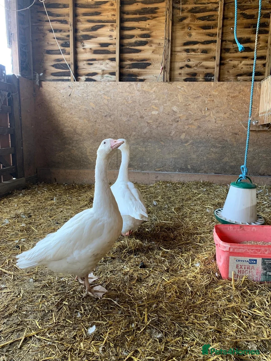 Geese poultry for sale: A pair of Emden geese  - Advert 2