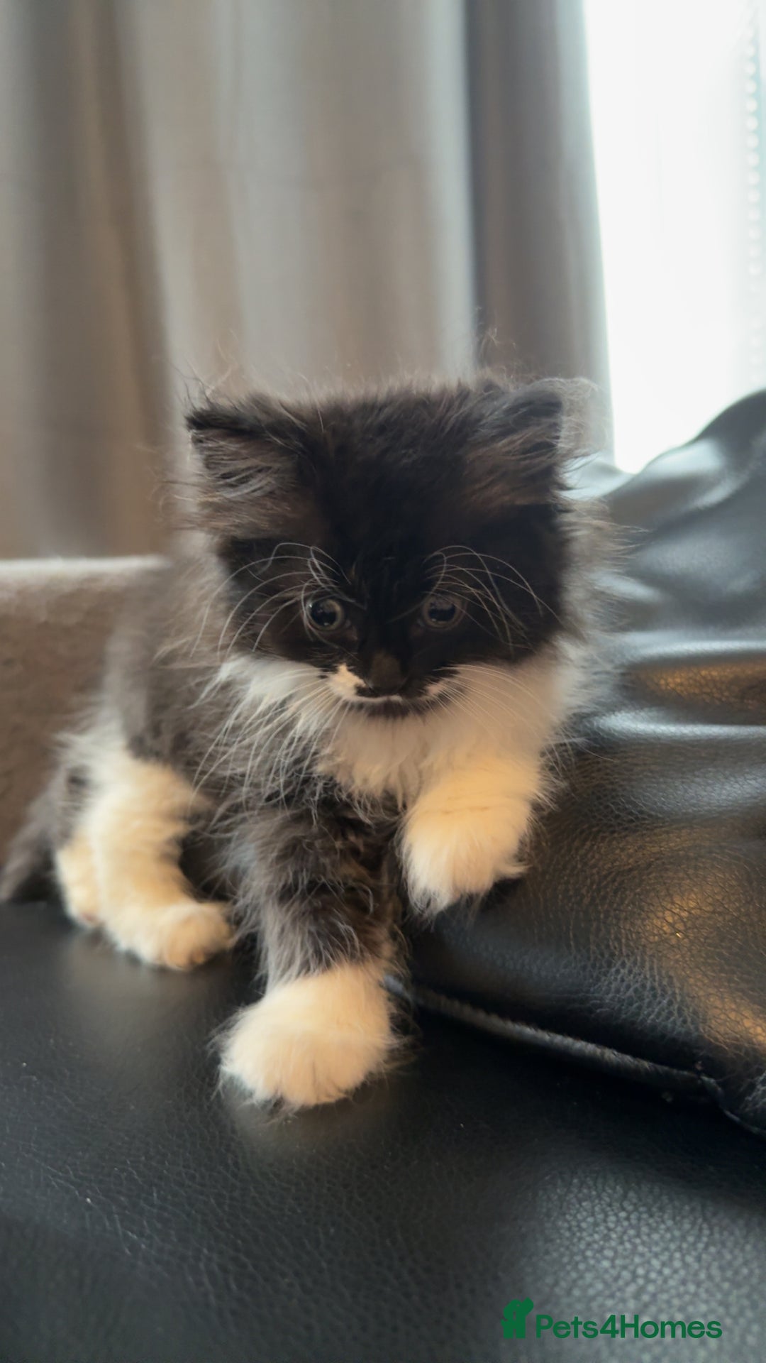 Persian cats for sale: Shorthair RagDoll Persian X British longhair  - Advert 8