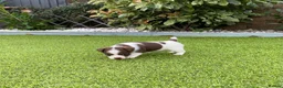 Jack Russell dogs for sale: Gorgeous Miniature Jack Russell Puppies  - Advert 17