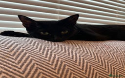 Bombay cats for sale: Female black cat  - Image 2