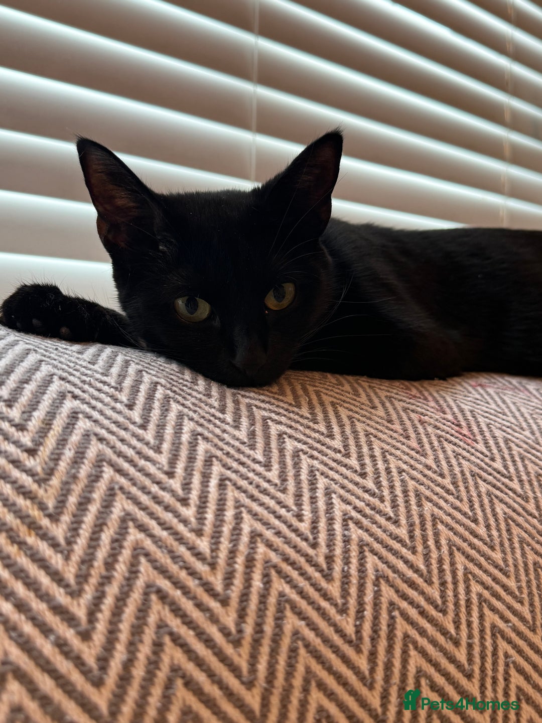 Bombay cats for sale: Female black cat  - Image 2