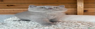 British Shorthair 1
