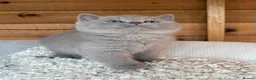 British Shorthair cats for sale: British Shorthair Boy - Advert 28