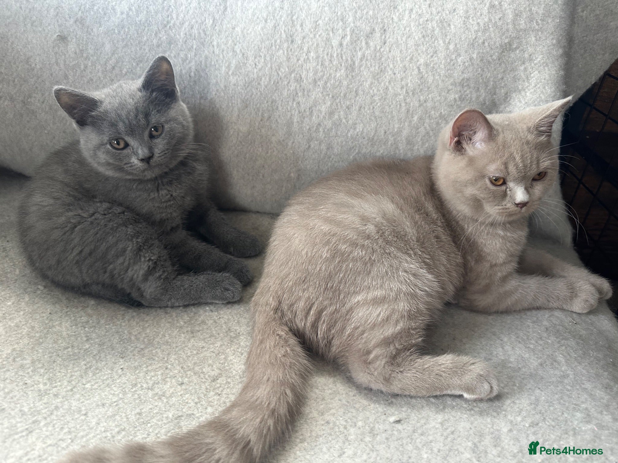 British Shorthair cats British Shorthair GCCF-registered Kittens  - Advert 1