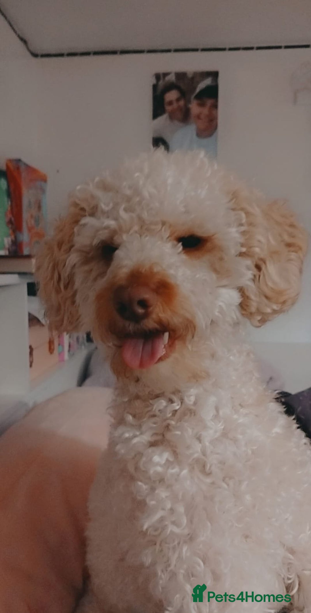 Cavapoochon dogs for sale: Elvis  - Advert 5