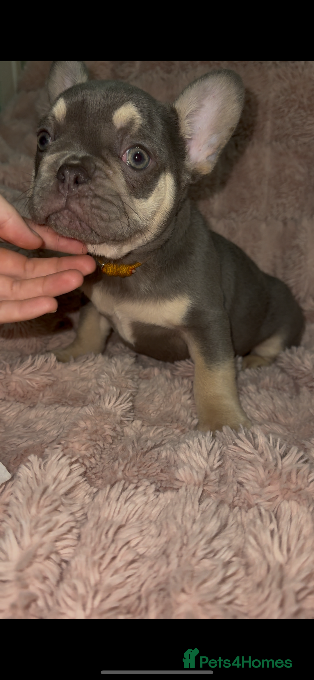 French Bulldog dogs for sale: Last girl left  - Advert 28