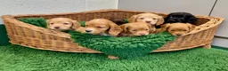 Cocker Spaniel dogs for sale: Cocker Spaniel puppies  - Advert 11