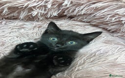 Mixed Breed cats for sale: Lovely little kittens for sale - Image 8