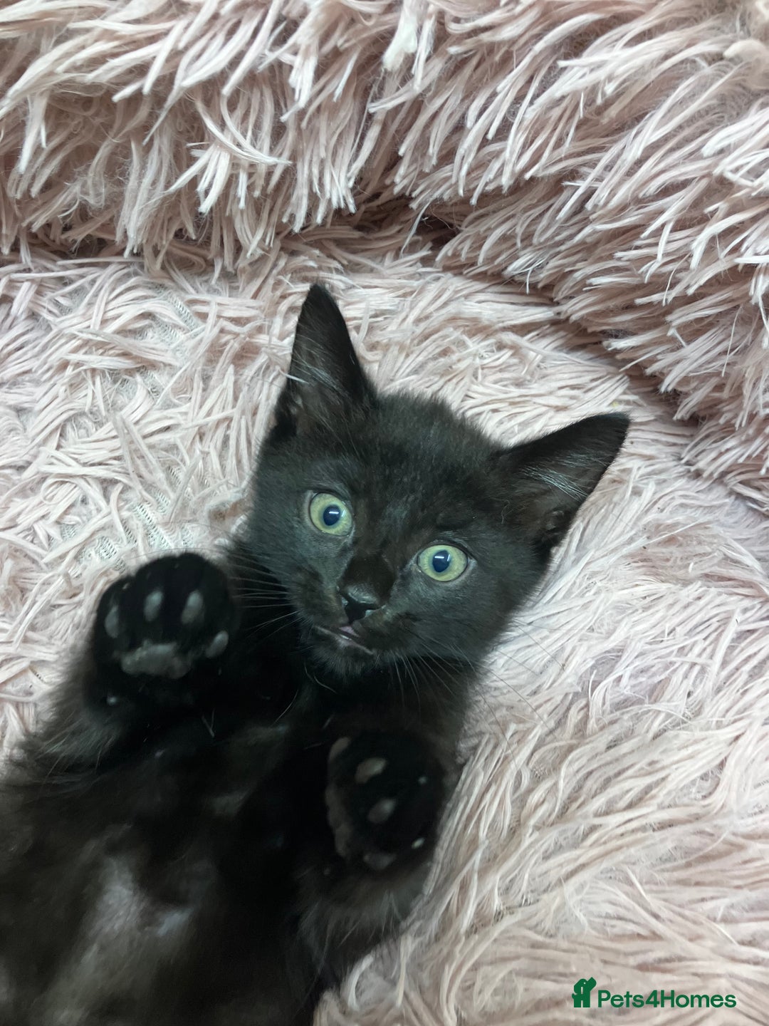 Mixed Breed cats for sale: Lovely little kittens for sale - Image 8
