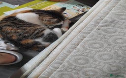 Mixed Breed cats for sale: 2 female kittens free to good home - Image 1