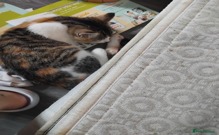 Mixed Breed cats for sale - Advert 1