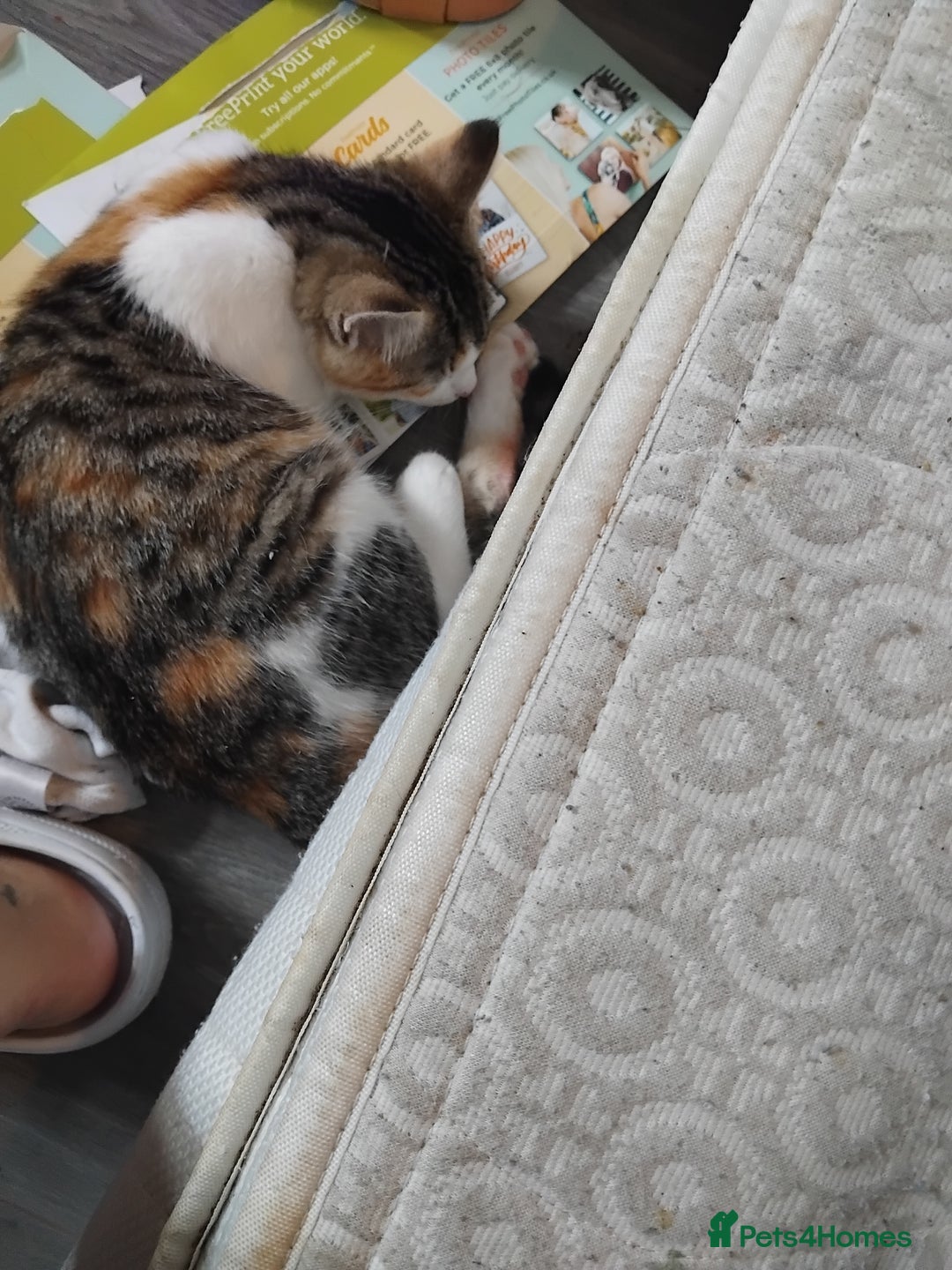 Mixed Breed cats for sale: 2 female kittens free to good home - Image 1