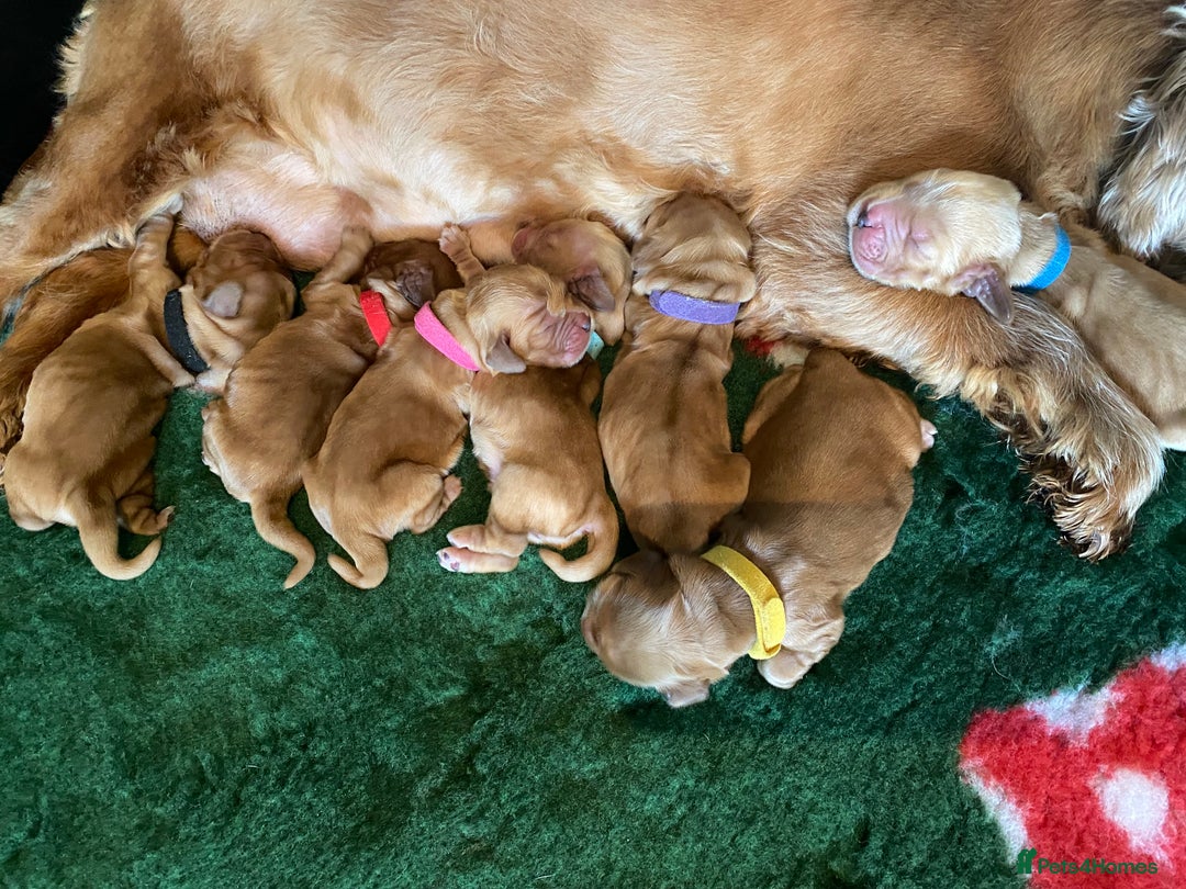 Cocker Spaniel dogs for sale: KC Reg Show Type Golden Cocker Spaniel puppies - Image 7