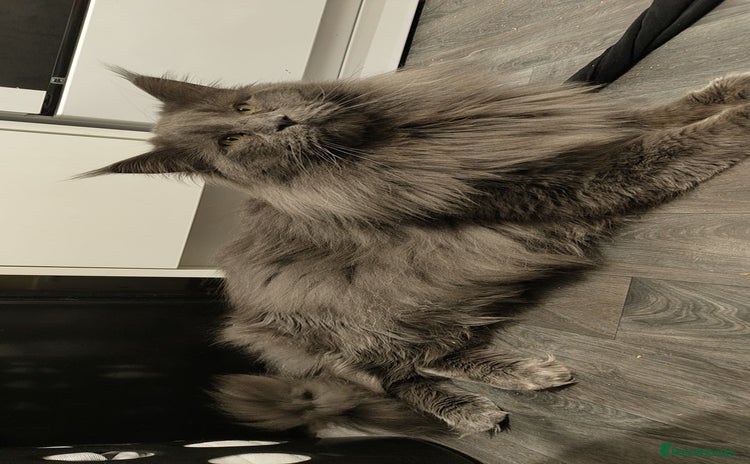 Maine Coon cats - Advert 2