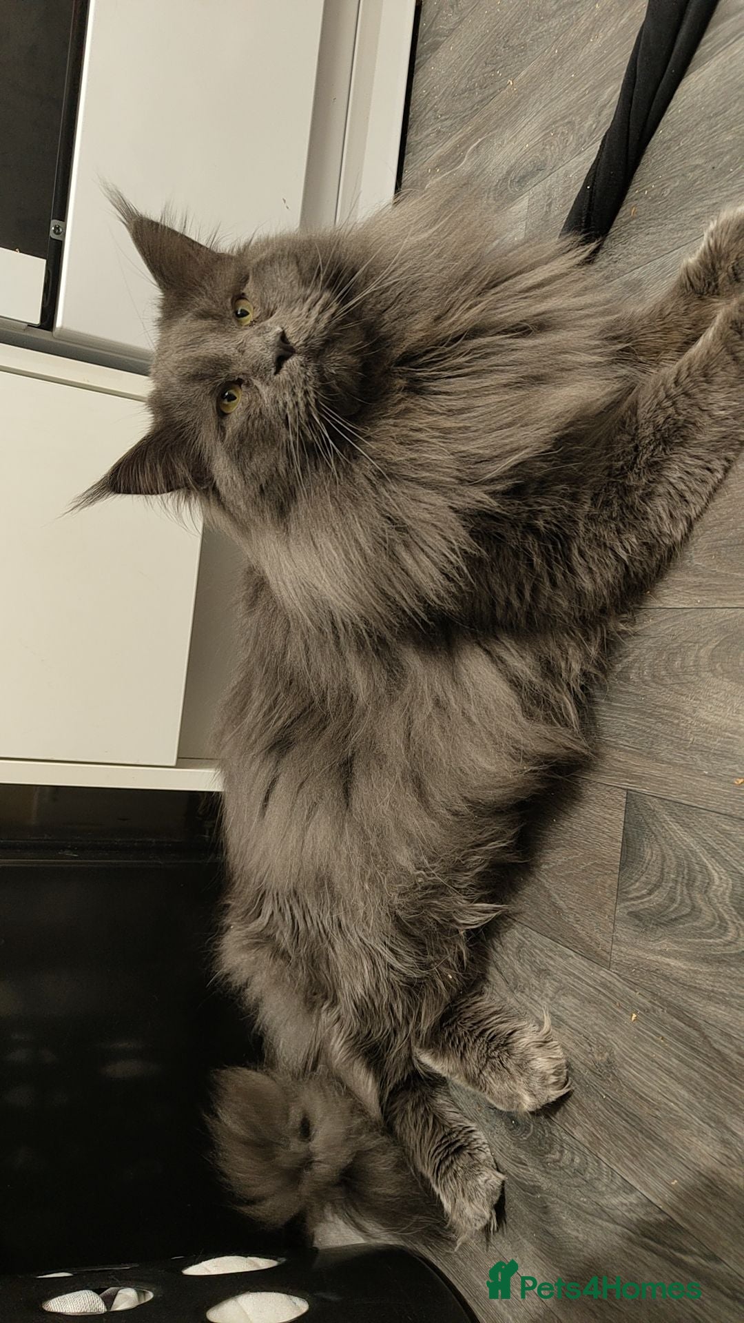 Maine Coon cats for sale: Maine coons for sale boy  - Image 1
