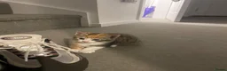 Mixed Breed cats for sale: Beautiful mixed American Kittens  - Advert 19