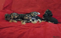 Mixed Breed dogs for sale: dachshund maltese mix - Image 7