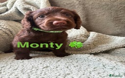 Cocker Spaniel dogs for sale: Cocker spaniel pups - Image 6