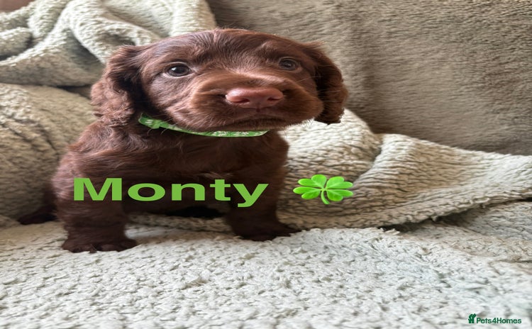 Cocker Spaniel dogs - Advert 13