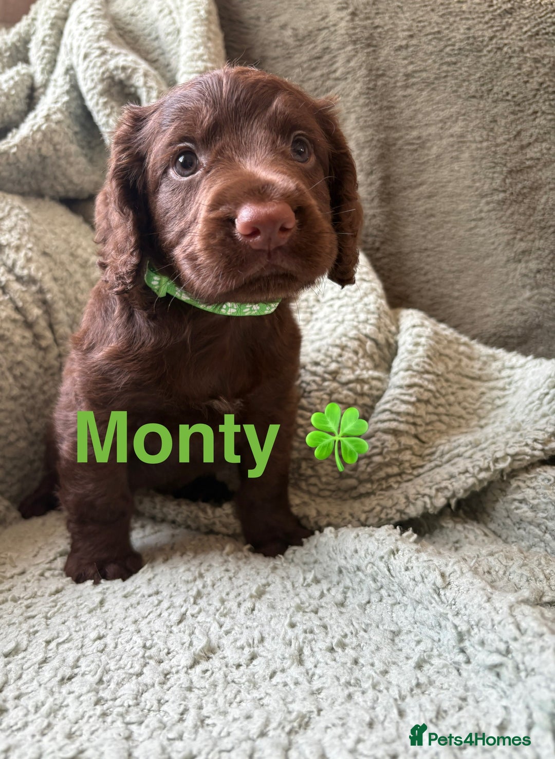Cocker Spaniel dogs for sale: Cocker spaniel pups - Image 6
