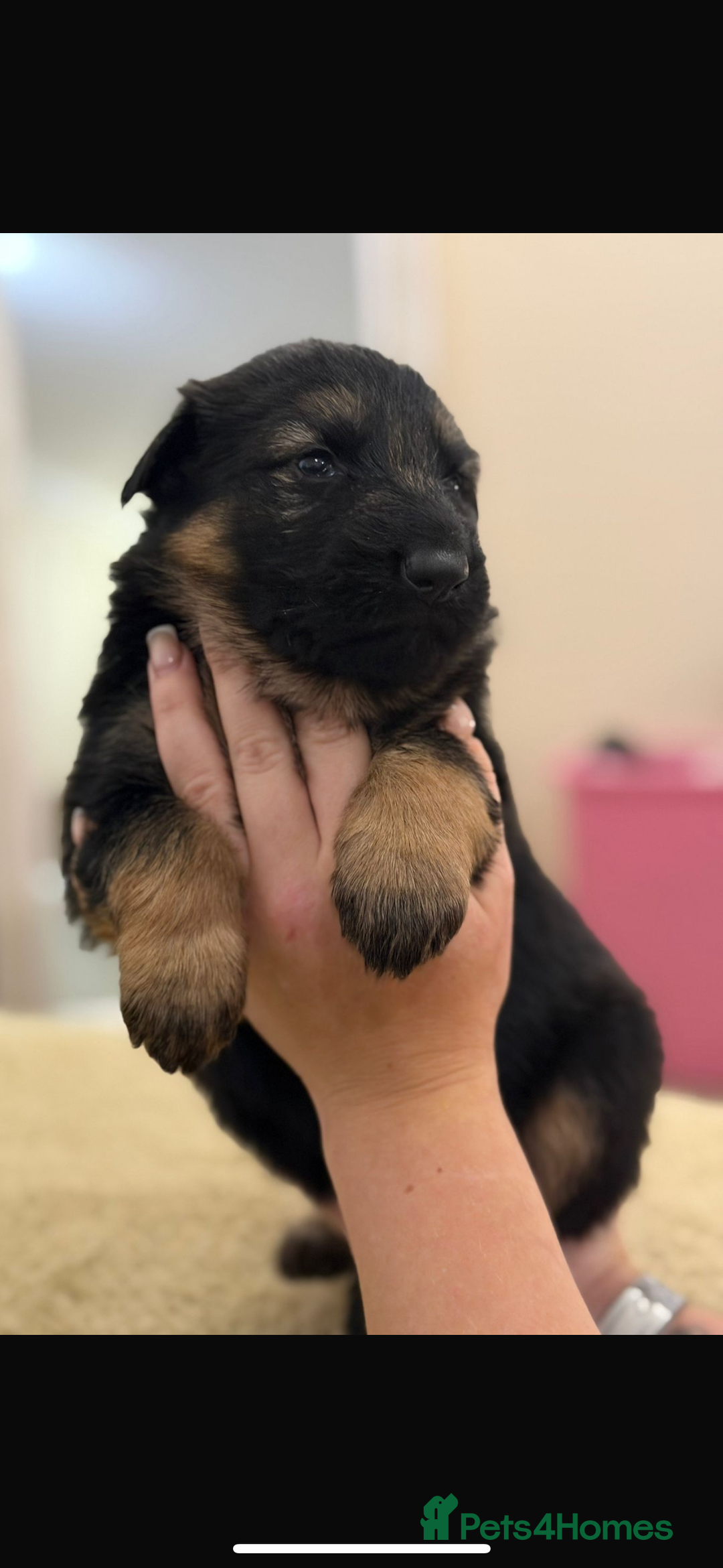 German Shepherd dogs for sale: Family reared GSD pups.  - Advert 33