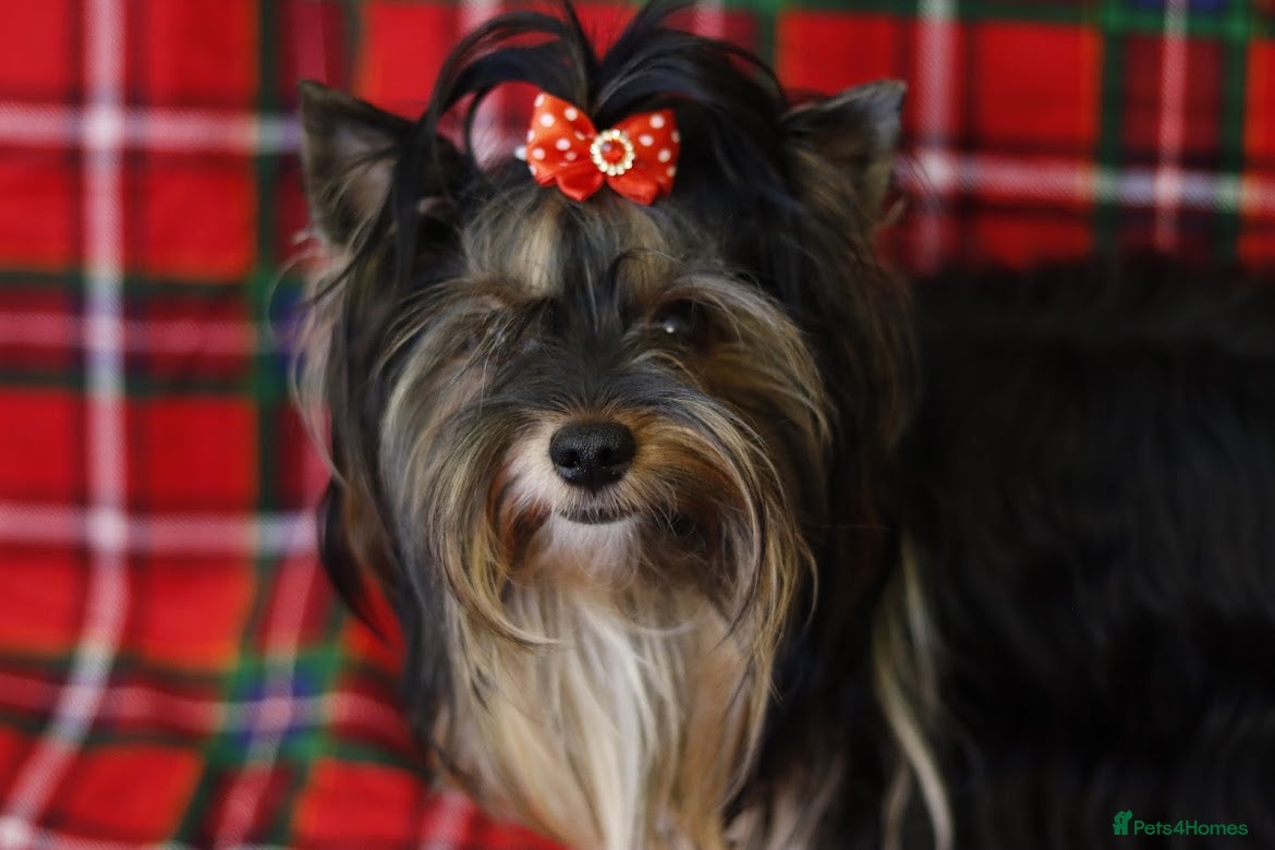 Biewer Terrier dogs 🐶🐶Yorkshire Terrier Biewer for stud 🥰🥰 - Advert 1