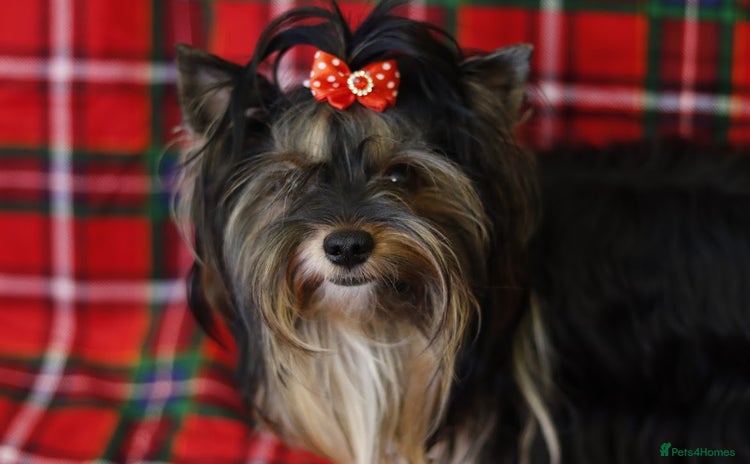 Biewer Terrier dogs - Advert 1