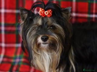 Biewer Terrier dogs - Advert 15