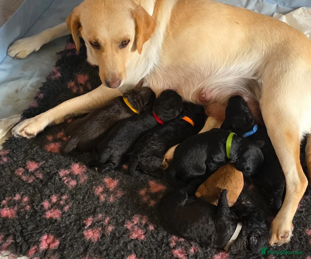 Labradoodle dogs for sale: Miniature labradoodles  in Havant - Advert 1