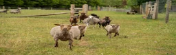 Sheep livestock for sale: Super friendly fun shetland sheep  in Lyndhurst - Advert 4