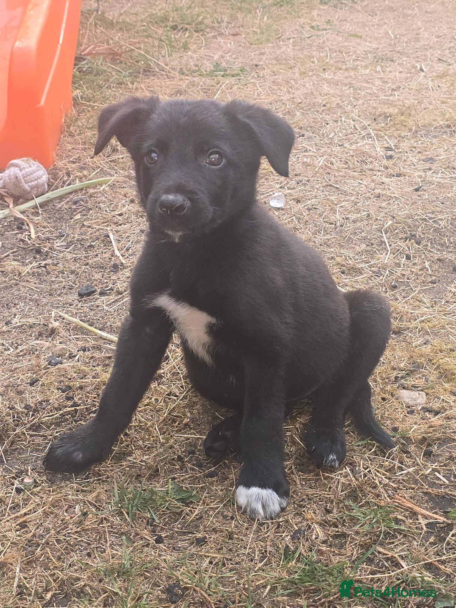 Border Collie dogs Puppy to sale - Advert 1