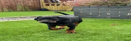 Dobermann dogs for sale: Health tested parents, Doberman puppies available. - Advert 5
