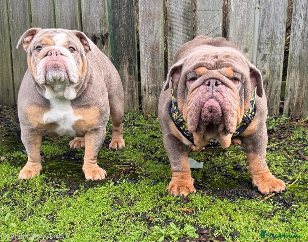 English Bulldog dogs 3 beautiful tri colour female bull dogs - Advert 6