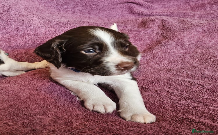 English Springer Spaniel dogs - Advert 3