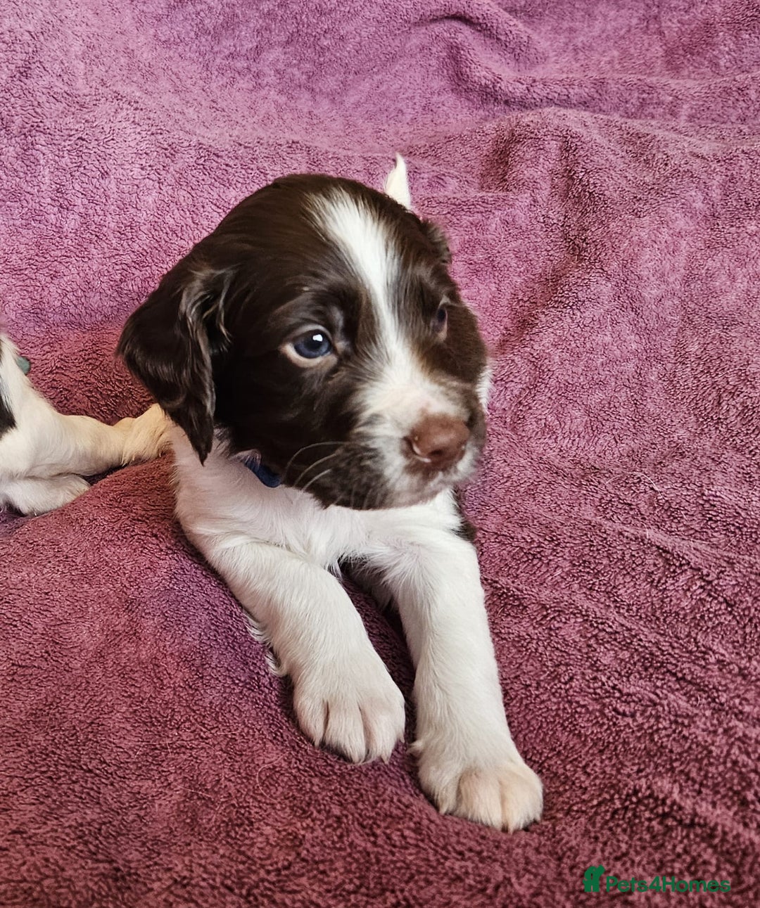 English Springer Spaniel dogs for sale: Mr Blue is looking for his furever home - Image 1