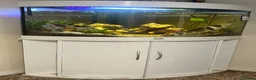 Catfish fish for sale: 19inch walking cat fish (tank closure) - Advert 1