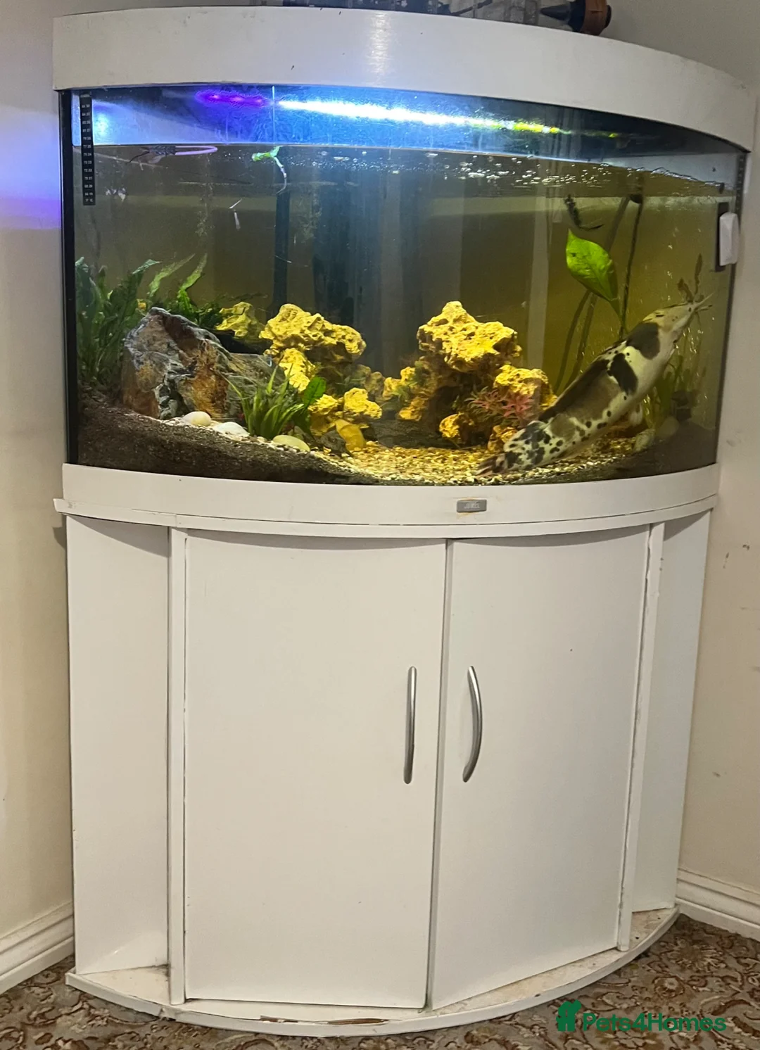 Catfish fish for sale: 19inch walking cat fish (tank closure) - Advert 1