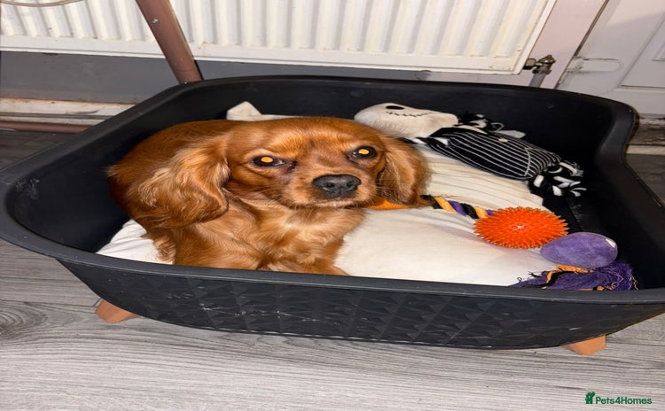 Cavalier King Charles Spaniel dogs - Advert 7