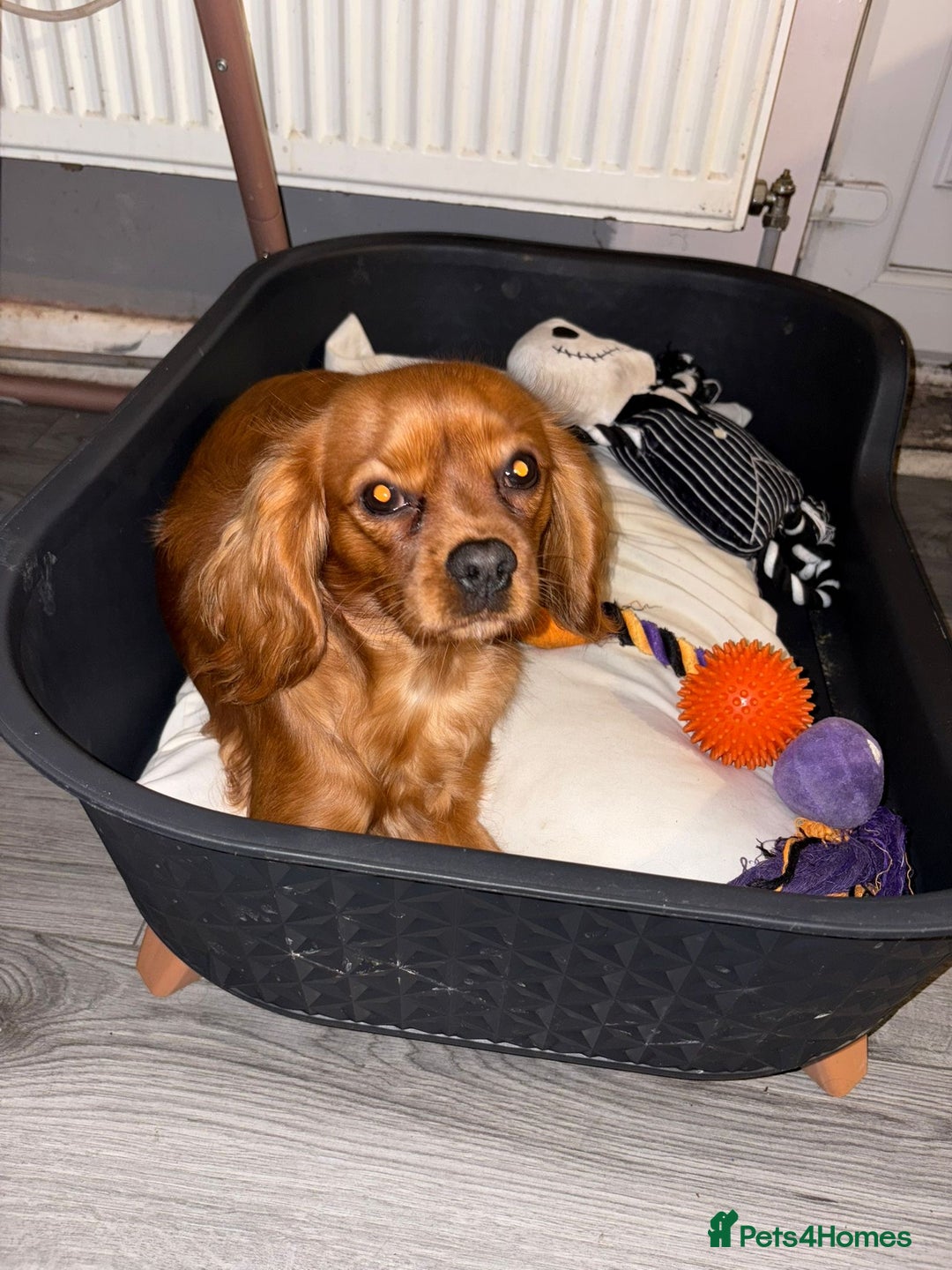 Cavalier King Charles Spaniel dogs for sale: Cavalier king charles for sale  - Image 1